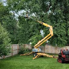 Reliable Ranson, WV  Tree Services Solutions